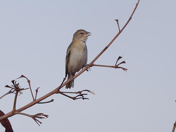 <h3><a href="/trips/tanzania/biota/animalia/chordata/aves/040 passeriformes/114 ploceidae/ploceus rubiginosus/ploceus rubiginosus-nl.html">Ploceus&nbsp;rubiginosus</a> / Chestnut&nbsp;weaver / Kastanjewever</h3>OM-1 Mark II met OLYMPUS M.150-400mm F4.5, 1/2000 sec  bij F4.5, ISO 320, afstand 36.4&nbsp;m